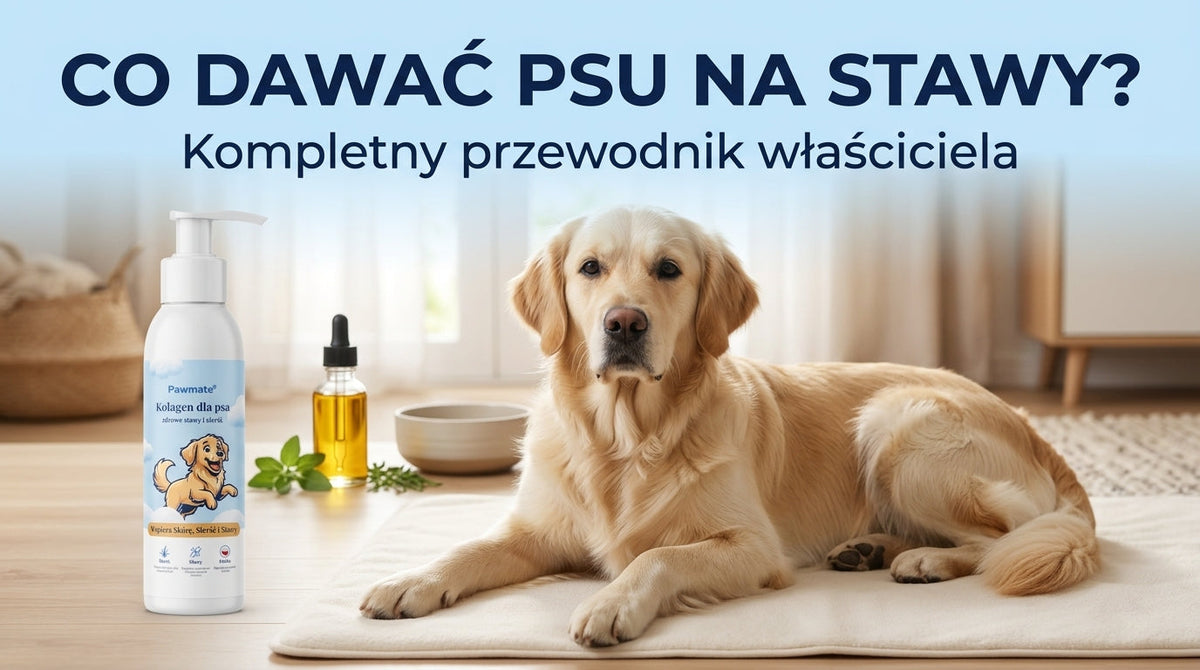 Co dawać psu na stawy? Kompletny przewodnik po stawach psa