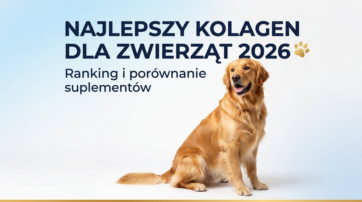 Najlepszy kolagen dla psa: ranking 2026