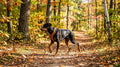Doberman biegnie truchtem leśną ścieżką jesienią