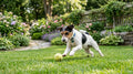 Jack russell terrier biegnie z piłką po trawniku w ogrodzie