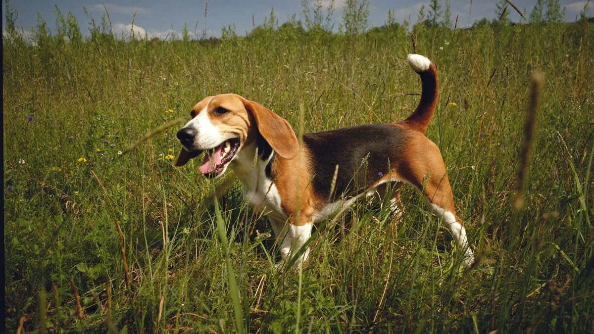 Kolagen dla beagle: dawkowanie, stawy, skóra i sierść