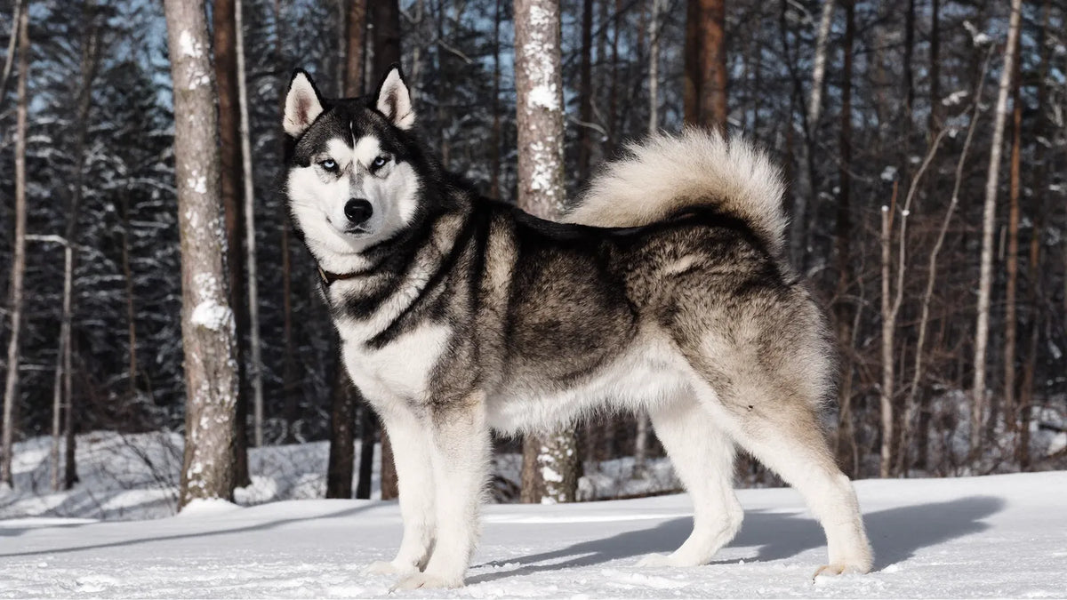 Kolagen dla siberiana. Stawy i sierść siberian husky