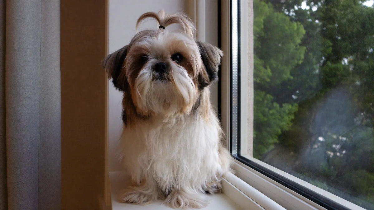 Kolagen dla shih tzu: wsparcie stawów, skóry i sierści