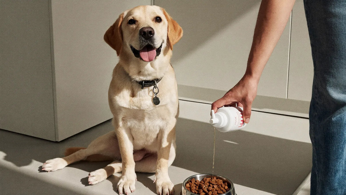 Pawmate vs ArthroVet: kolagen dla psa