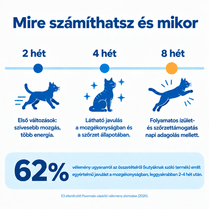 Mire számíthatsz a Pawmate Kollagén macskáknak használatától – 2, 4 és 8 hét rendszeres adagolás után