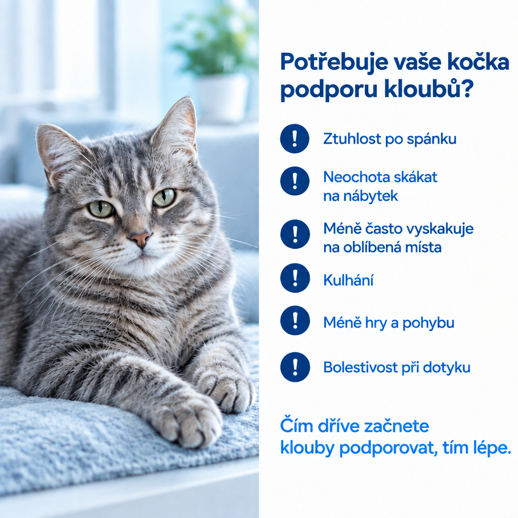 Příznaky, že kočka potřebuje podporu kloubů