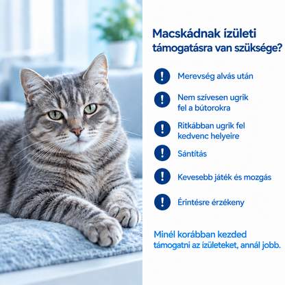 Jelek, hogy a macskának ízületi támogatásra van szüksége