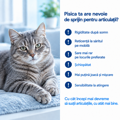 Semne că o pisică are nevoie de sprijin pentru articulații