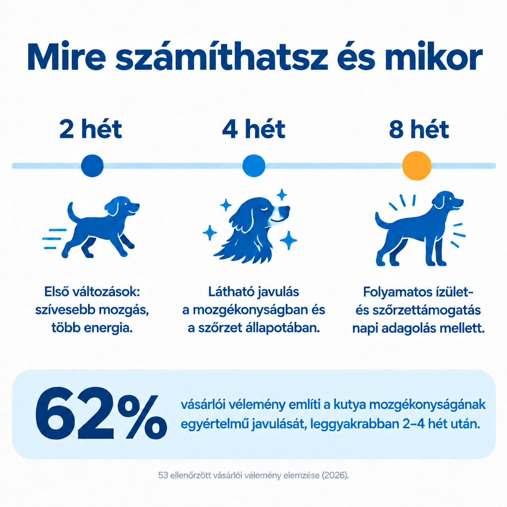 Mire számíthatsz a Pawmate Kollagén kutyáknak használatától – 2, 4 és 8 hét rendszeres adagolás után