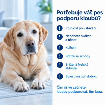 Příznaky, že pes potřebuje podporu kloubů