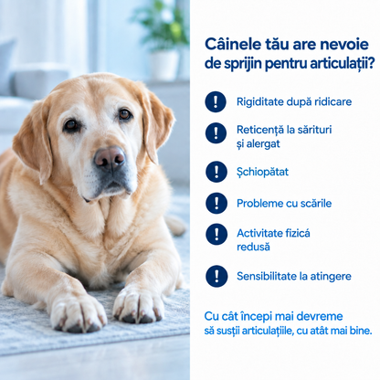 Semne că un câine are nevoie de sprijin pentru articulații