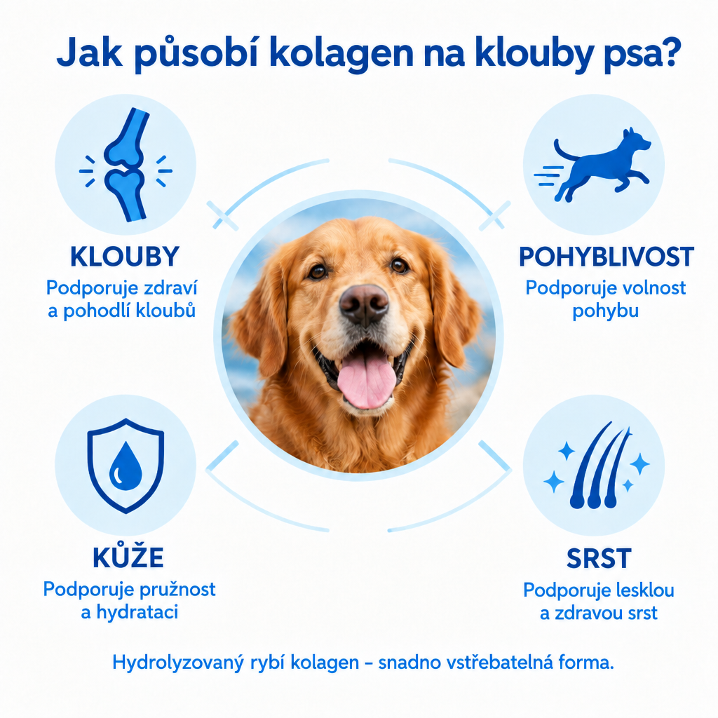 Jak působí kolagen na klouby psa – klouby, pohyblivost, kůže, srst