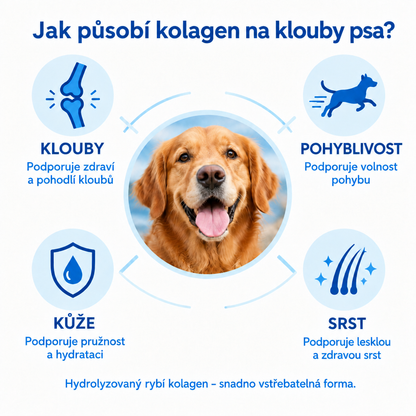 Jak působí kolagen na klouby psa – klouby, pohyblivost, kůže, srst