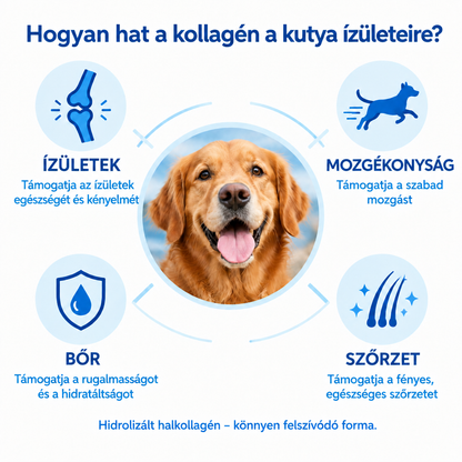 Hogyan hat a kollagén a kutya ízületeire – ízületek, mozgékonyság, bőr, szőrzet